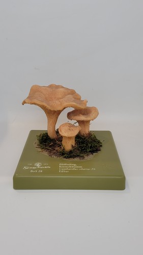 Somso anatomisches lehrmodell - somso,
