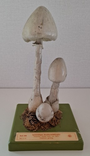 Somso bos 208 weißer - 208,