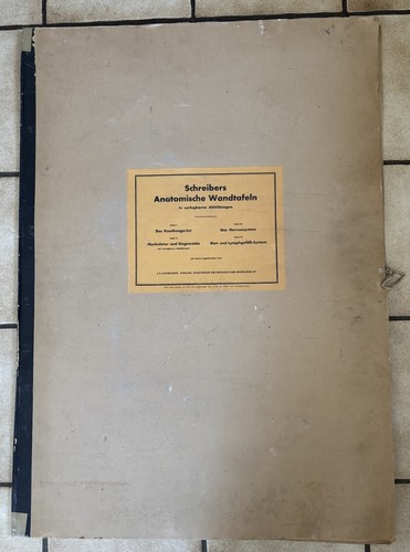 Schreibers anatomische - schreibers,