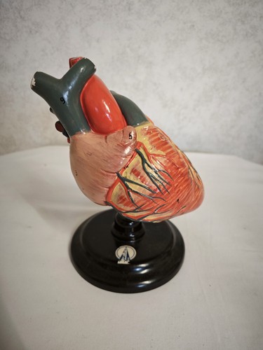 Veb anatomische lehrmittel - veb,