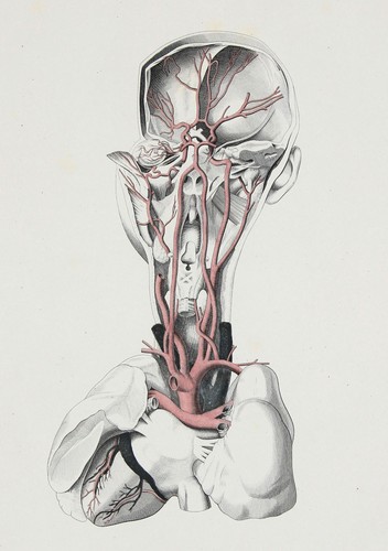 Oesterreicher anatomie - oesterreicher´s,