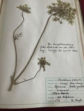 gepresste pflanzen herbarium