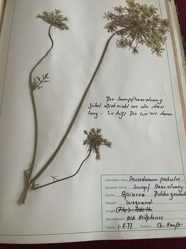 Gepresste pflanzen herbarium - pflanzen,