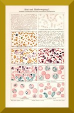 Blut u. Blutbewegung