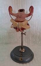 Modell Somso : weibliche