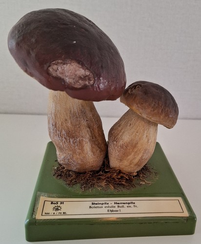 Somso bos steinpilz - somso, 31