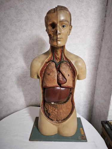 Mensch torso körper - torso,