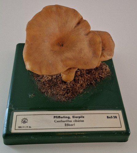 Somso bos pfifferling - somso,