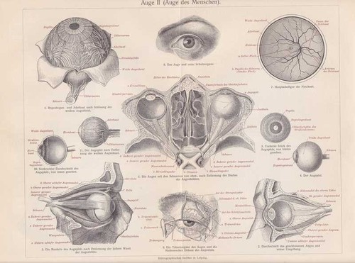 Auge sehnerv iris - auge,