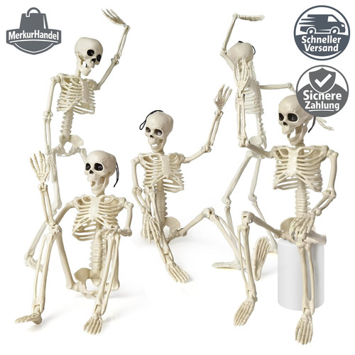 Anatomie skelett modelle - skelett,