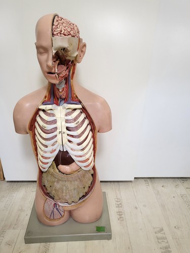 Somso anatomie torso - anatomie, torso,modell