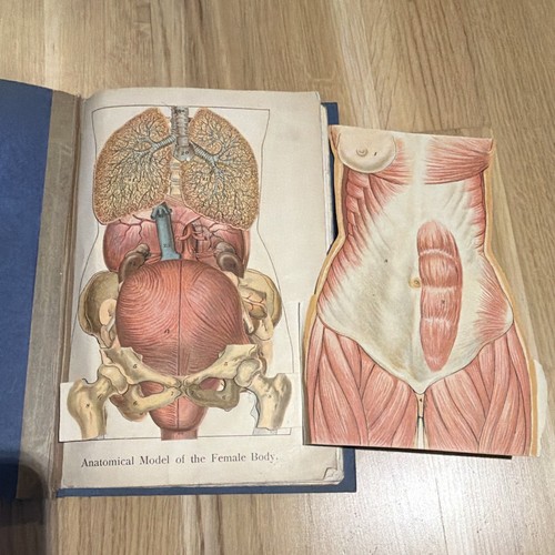 Anatomisches modell - anatomisches,