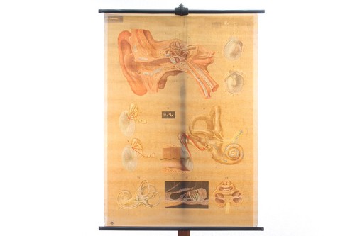 Alte anatomie lehrtafel das - anatomie,