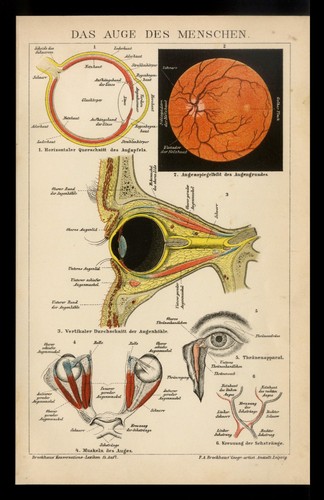 Original lithographie von 1896 - lithographie,