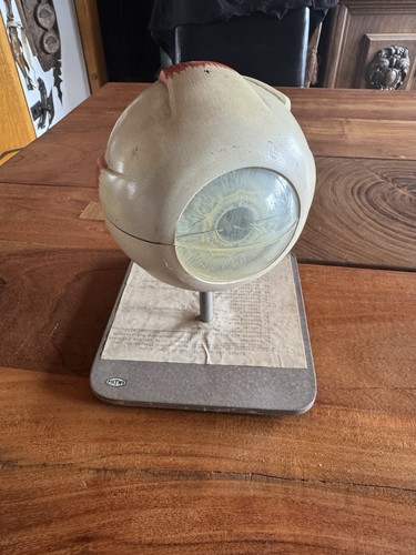 Lehrmodell menschliches auge - lehrmodell,