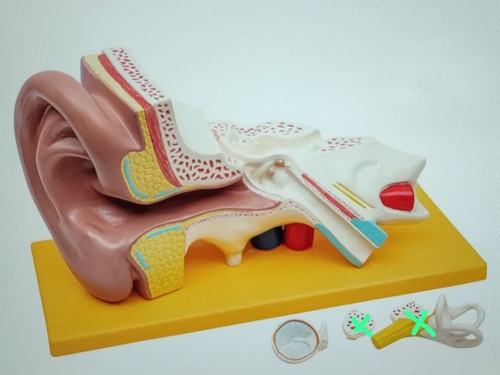 Grundlegende anatomie modell - grundlegende,