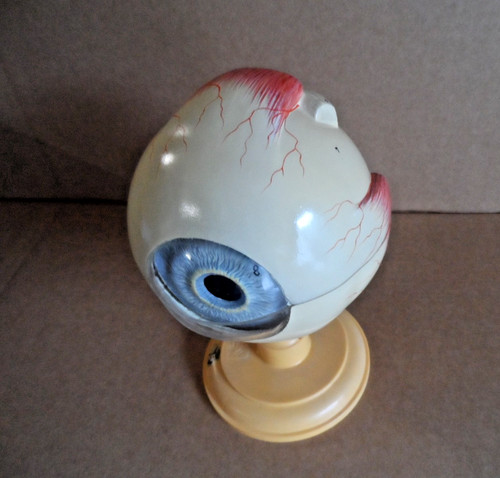 Altes somso augen modell - altes,