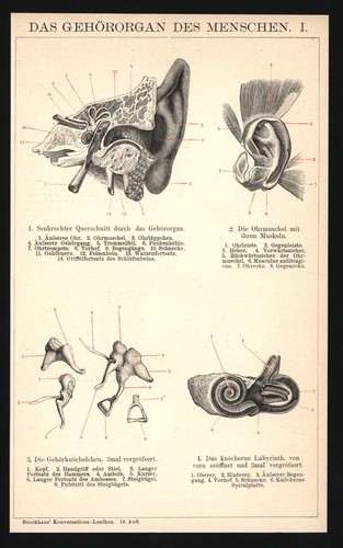 Druck 1896 ohr mittelohr - 1896,