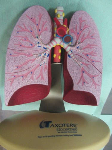 Anatomisches lehrmodell - anatomisches,