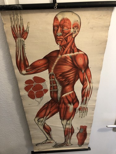 Antik bild anatomische - antik,
