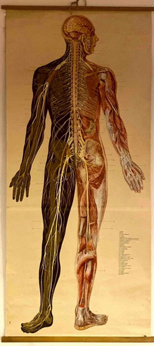 Anatomie lehrtafel - anatomie,