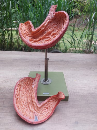 Anatomisches magenmodell - anatomisches, –