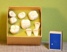 Anatomiemodel: Zähne vom