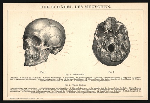 Druck 1896 schädel - druck,