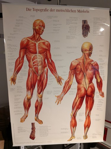 Anatomie lehrtafeln - anatomie,