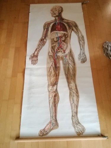 Tanck wegelin vintage anatomie - vintage,