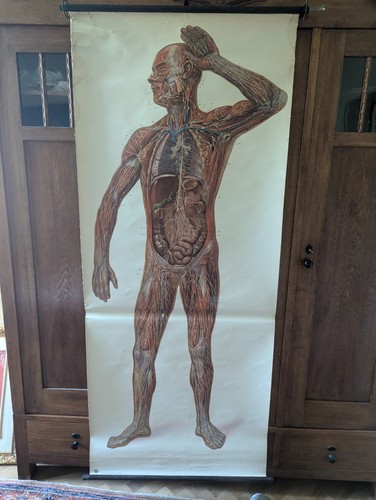 Anatomisches lehrbild - anatomisches,