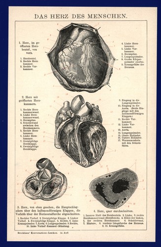 Druck anno 1896 - -, herz
