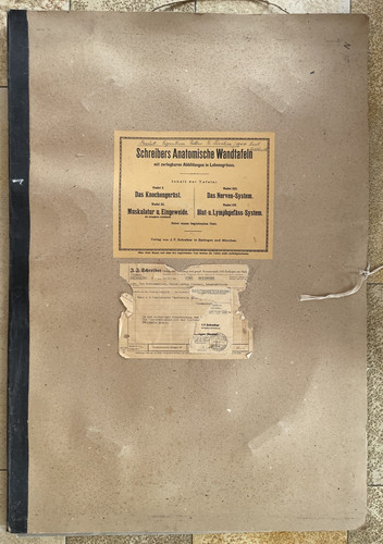 Schreibers anatomische - schreibers,