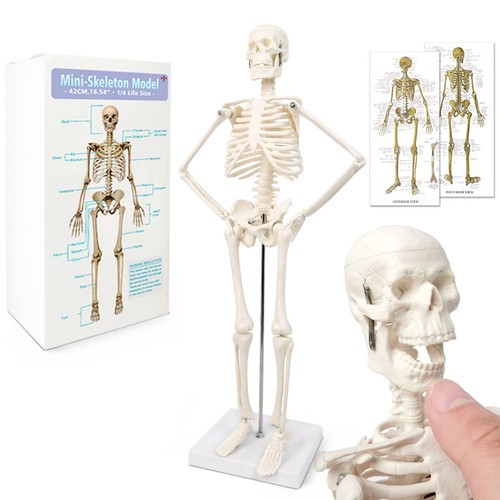 Anatomie skelettmodell - anatomie,