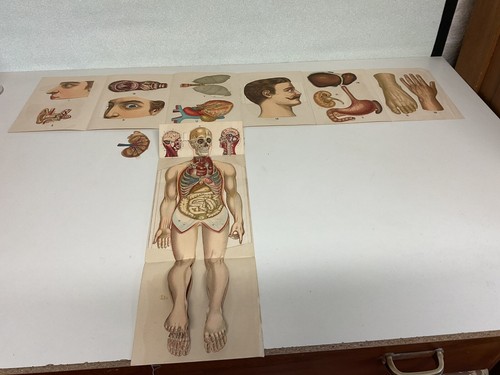 Alte lernkarten anatomie - alte, 3d