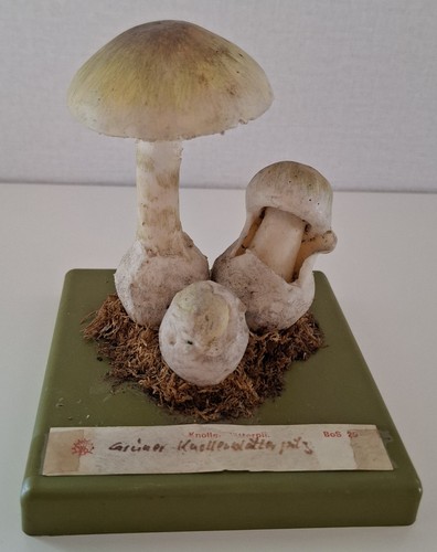 Somso bos grüner - 25,