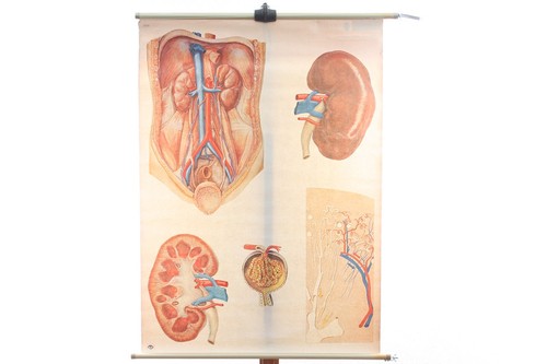 Alte anatomie lehrtafel niere - lehrtafel,