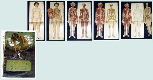 Großes anatomische modell der - großes,