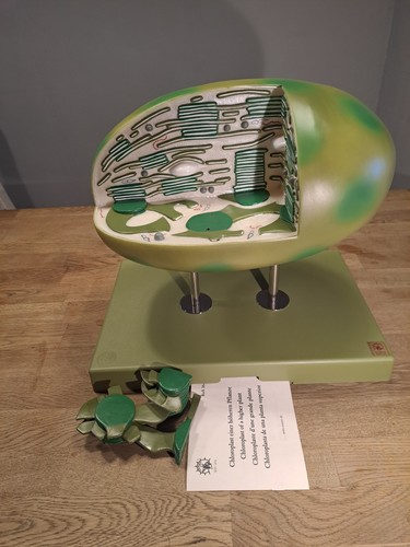 Somso chloroplast einer - somso,