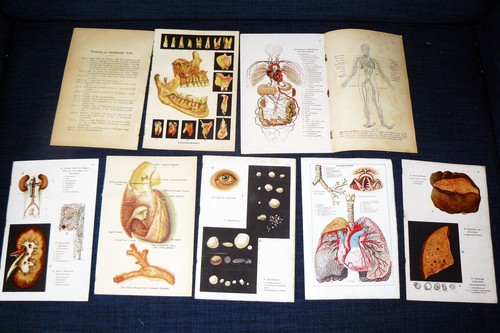 Anatomische tafeln aus - anatomische,
