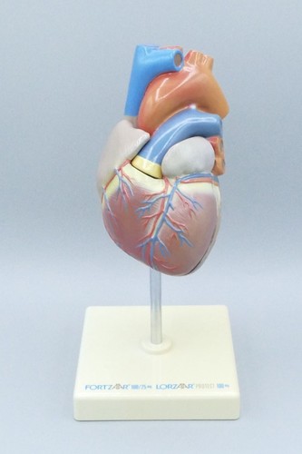 Herz anatomisches modell auf - modell,
