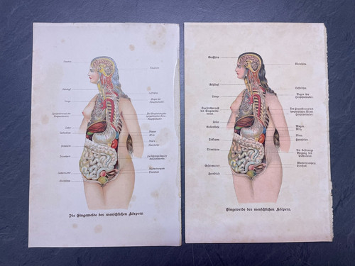 Historische anatomie tafeln - anatomie,