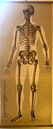 Anatomie lehrtafel skelett - anatomie,