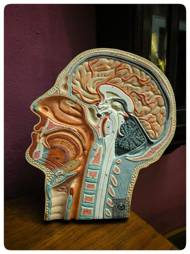 Original anatomisches