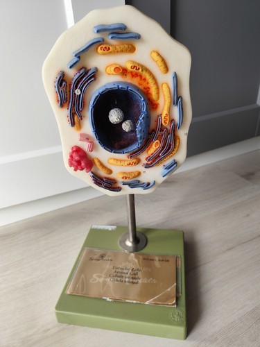 Modell lehrmittel biologie - modell,
