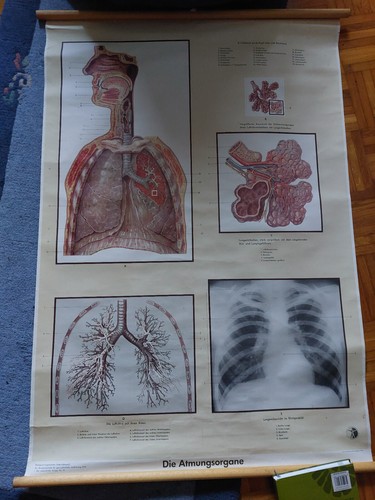 Anatomische karte lungen des - karte,
