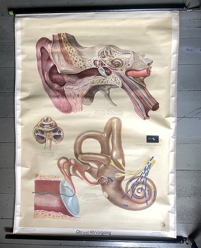 Vintage 50er schulwandkarte - 50er,
