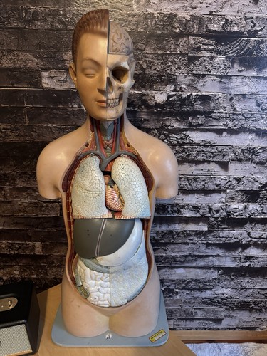 Mensch torso körper - mensch,