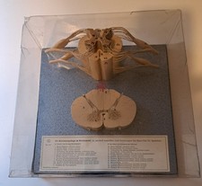 somso modell Rückenmark