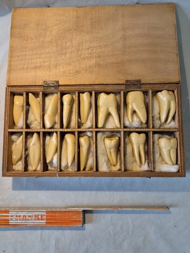 Anatomie modell zähne - anatomie,
